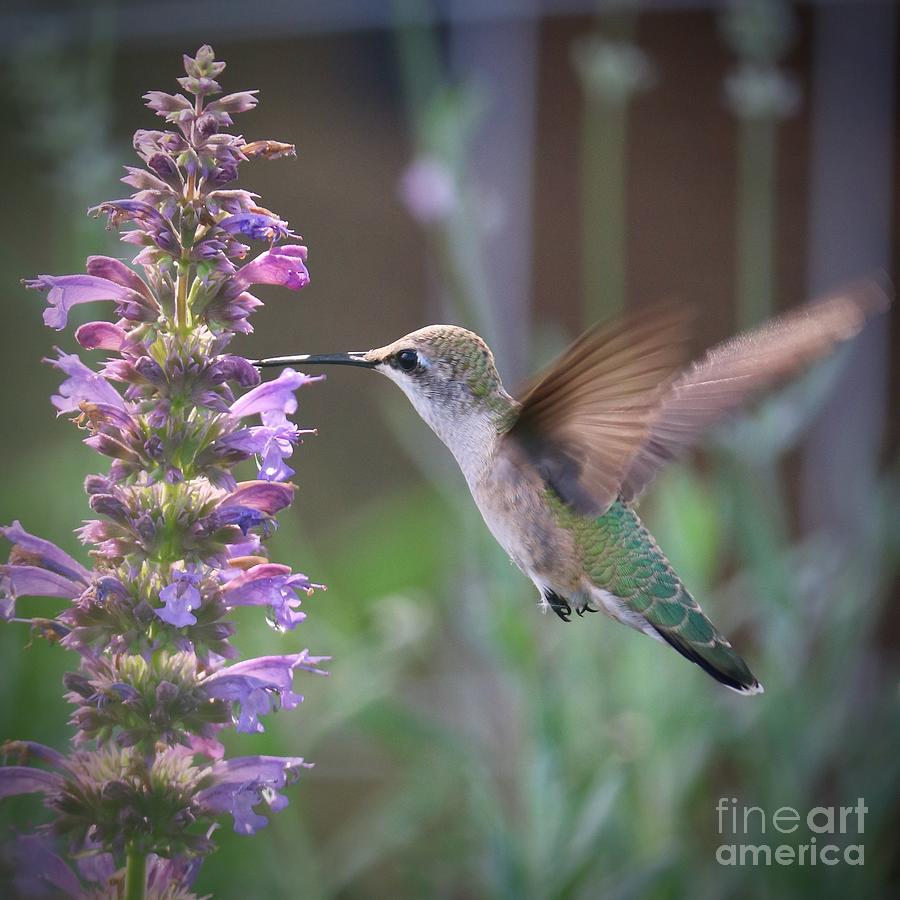 Dreamy Garden Hummingbird Square Photograph by Carol Groenen