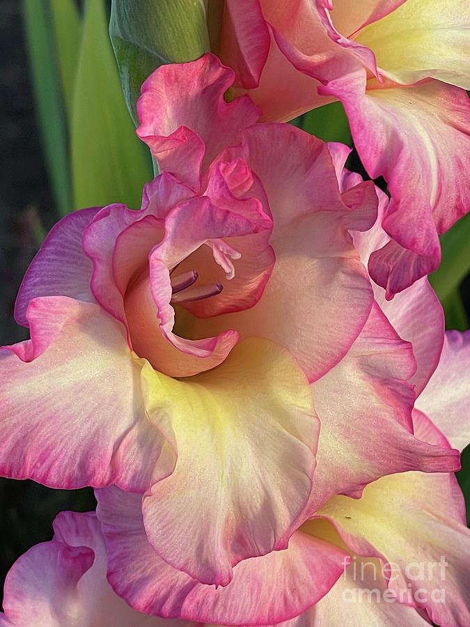 Dreamy Gladiolus Closeup  Photograph by Carol Groenen