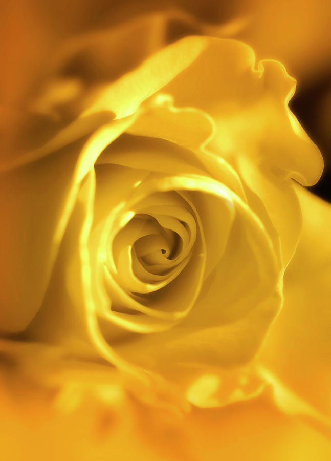 Dreamy Golden Rose Photograph by Johanna Hurmerinta