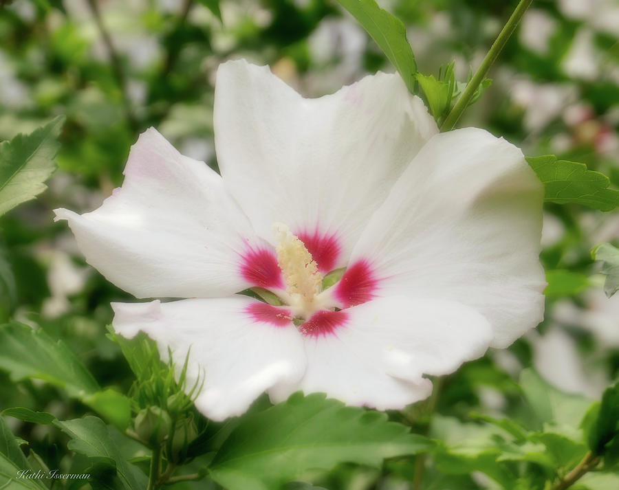 Dreamy Hibiscus Photograph by Kathi Isserman