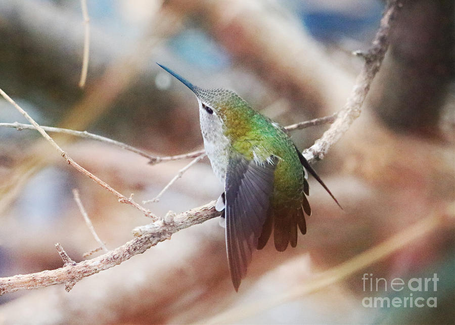 Dreamy Hummingbird World Photograph by Carol Groenen