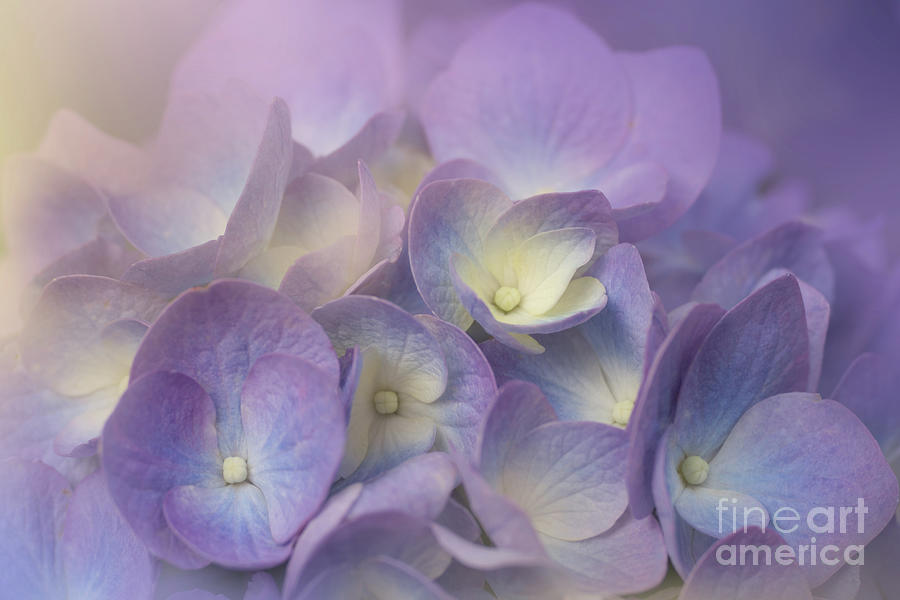 Dreamy Hydrangea Petals Photograph by Amy Dundon