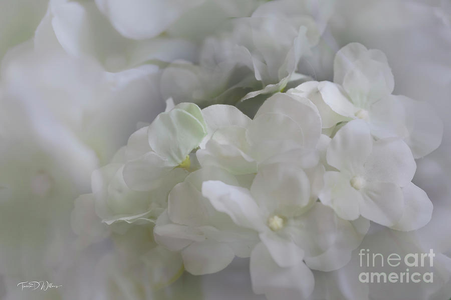 Dreamy Hydrangea  Photograph by Theresa D Williams