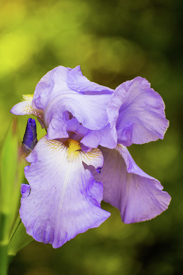 Dreamy Iris Photograph by Mary Ann Artz