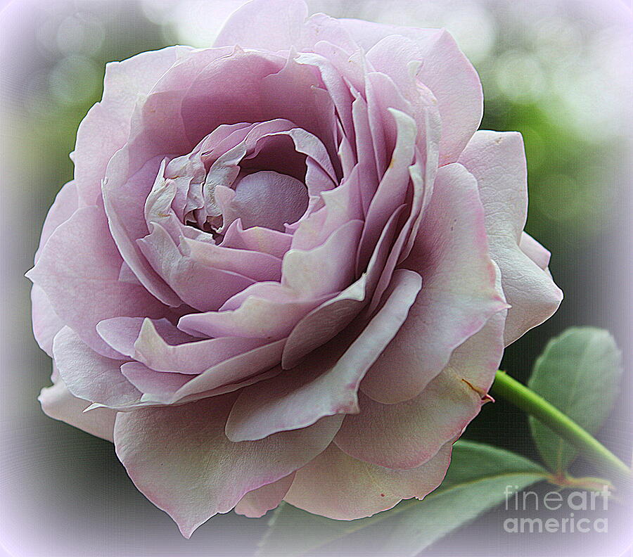 Dreamy Lavender Rose Photograph by Dora Sofia Caputo