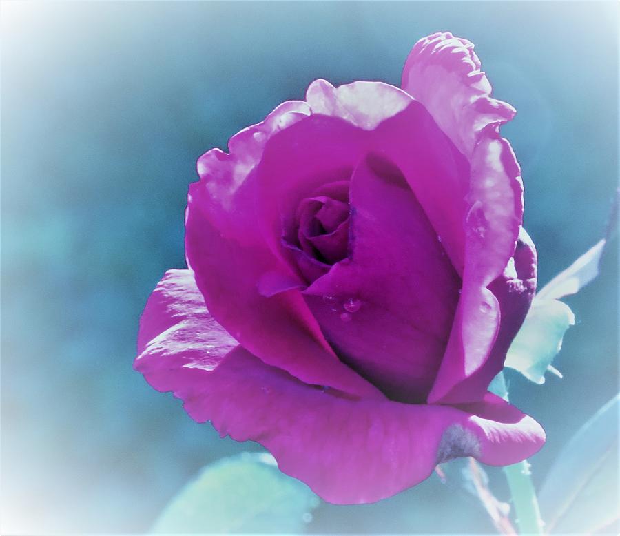 Dreamy Lavender Rose Photograph by Linda Stern