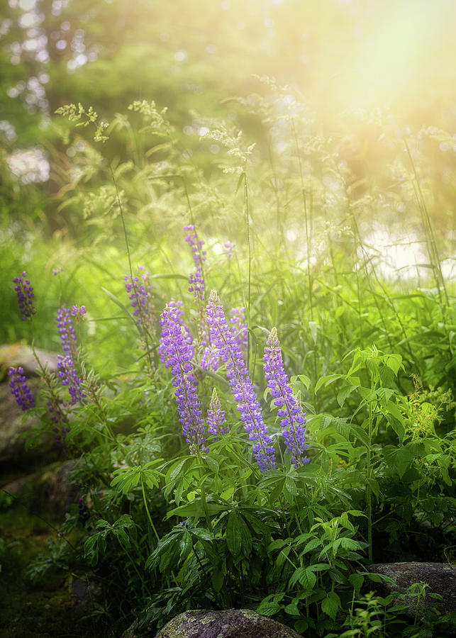 Dreamy Lupine Photograph by Bill Wakeley