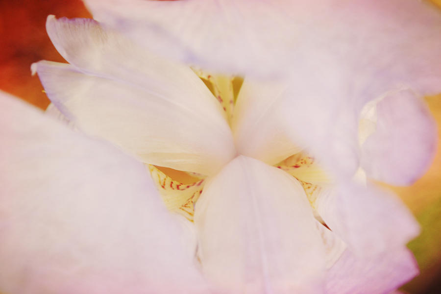 Dreamy Macro Inside Iris Flower Photograph by Gaby Ethington