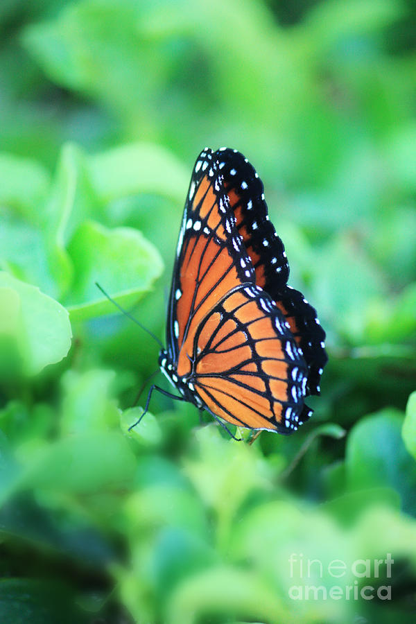 Dreamy Monarch Butterfly Vertical Photograph by Carol Groenen