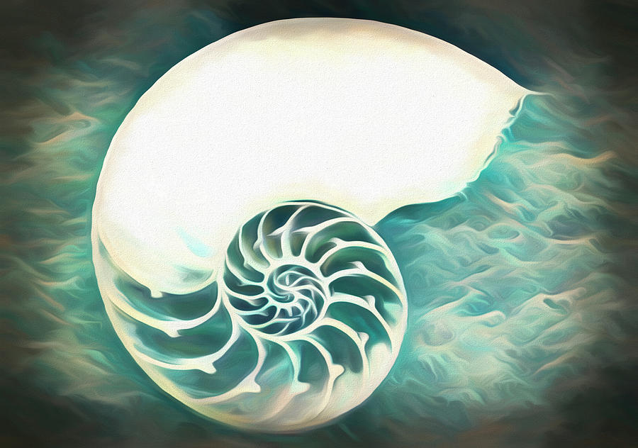 Dreamy Nautilus Shell Photograph by Debra and Dave Vanderlaan