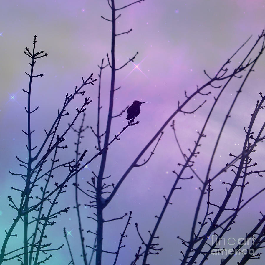 Dreamy Night Sky Hummingbird Silhouette Photograph