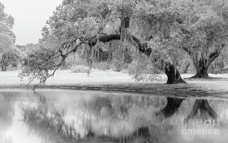 Dreamy Oaks in Myakka, Florida Photograph by Liesl Walsh