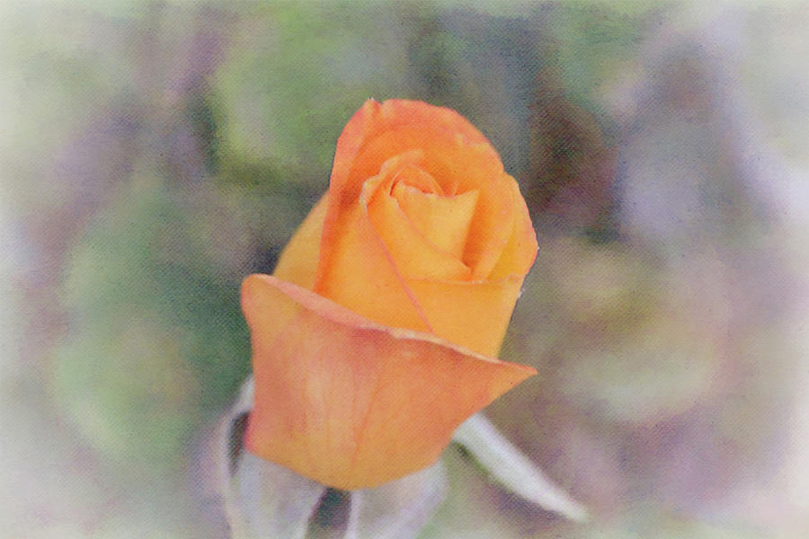 Dreamy Orange Rose Bud Digital Art by Gaby Ethington