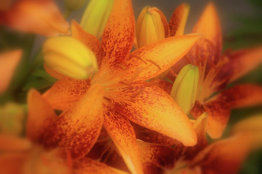 Dreamy Orange Sensation Lily Photograph by Angie Tirado