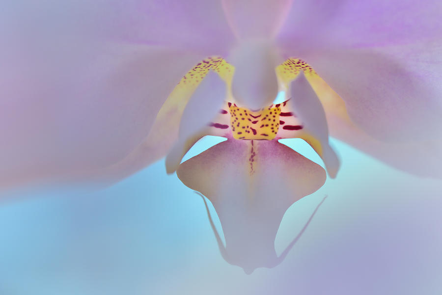 Dreamy Orchid Photograph by Carol Eade