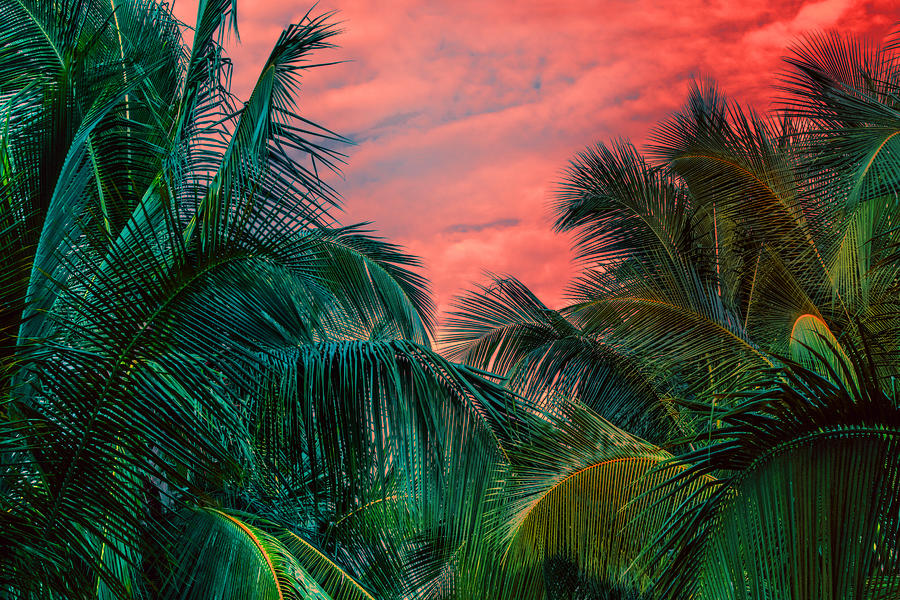 Dreamy palm trees in jungle Photograph by Sanja Baljkas
