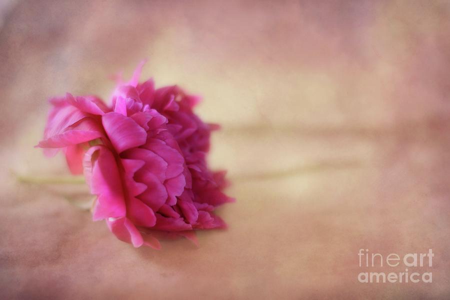 Dreamy Peony Photograph by Adrian De Leon Art and Photography