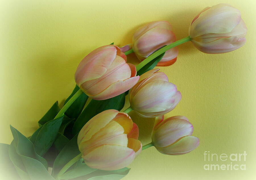  Windblown Pink and Yellow Tulips Photograph by Dora Sofia Caputo