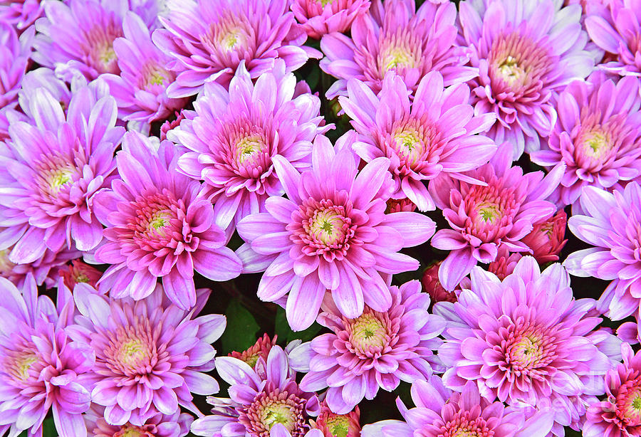 Dreamy  Pink Chrysanthemums Photograph