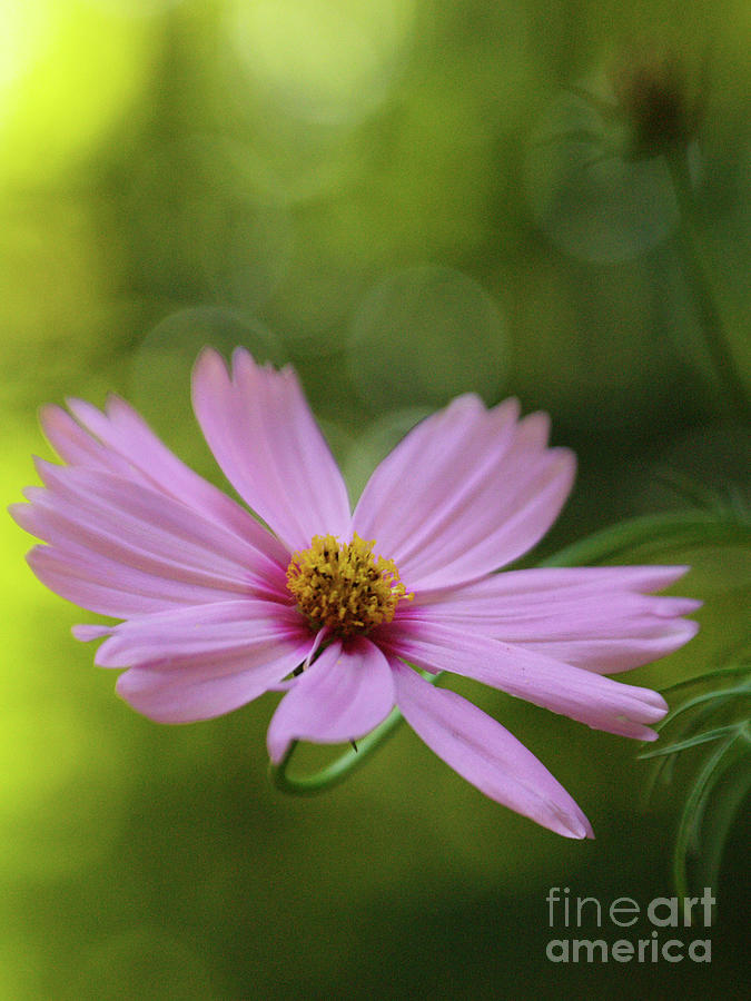 Dreamy Pink Cosmos Flower Photograph by Dorothy Lee