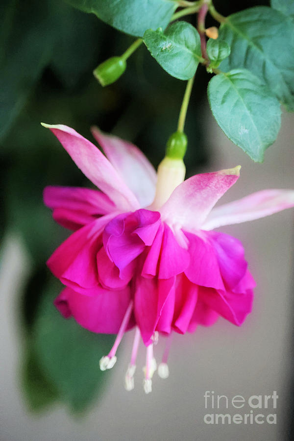 Dreamy Pink Fuchsia Flower Photograph by Carol Groenen