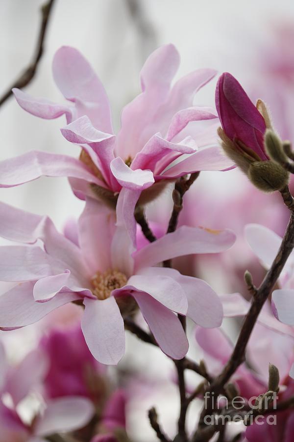 Dreamy Pink Magnolias Photograph by Carol Groenen