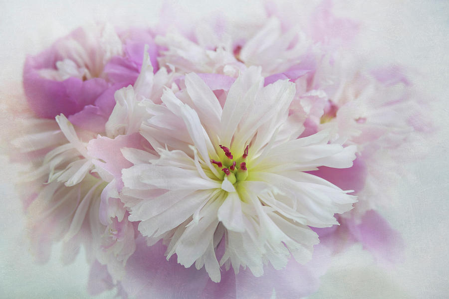 Dreamy Pink Peony Flowers Photograph by Kim Hojnacki