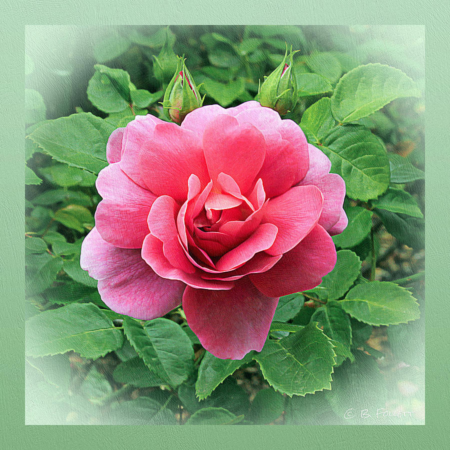 Dreamy Pink Rose Digital Art by Bonnie Follett