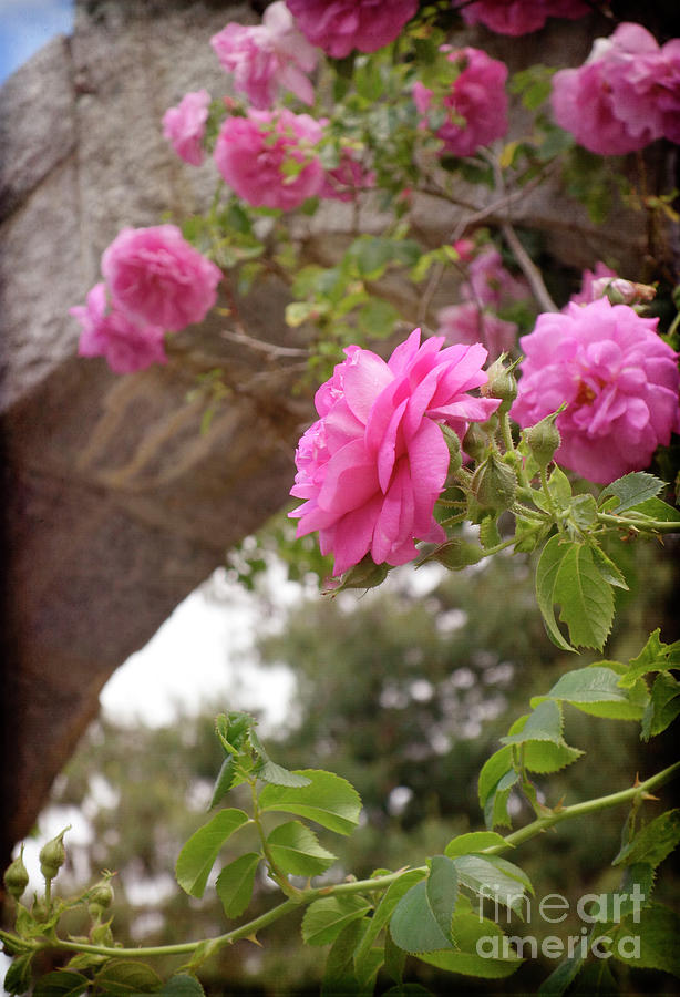 Dreamy Pink Roses by the Archway Photograph by Maria Janicki
