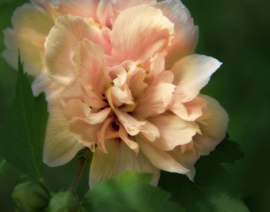 Dreamy Pink Summer Flower Photograph by Ann Powell
