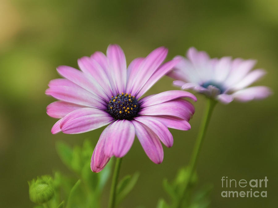 Dreamy Purple African Daisies 2 Photograph by Dorothy Lee