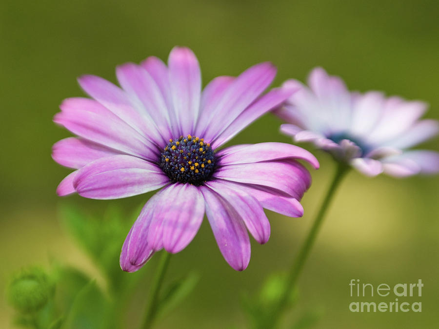 Dreamy Purple African Daisies 3 Photograph by Dorothy Lee
