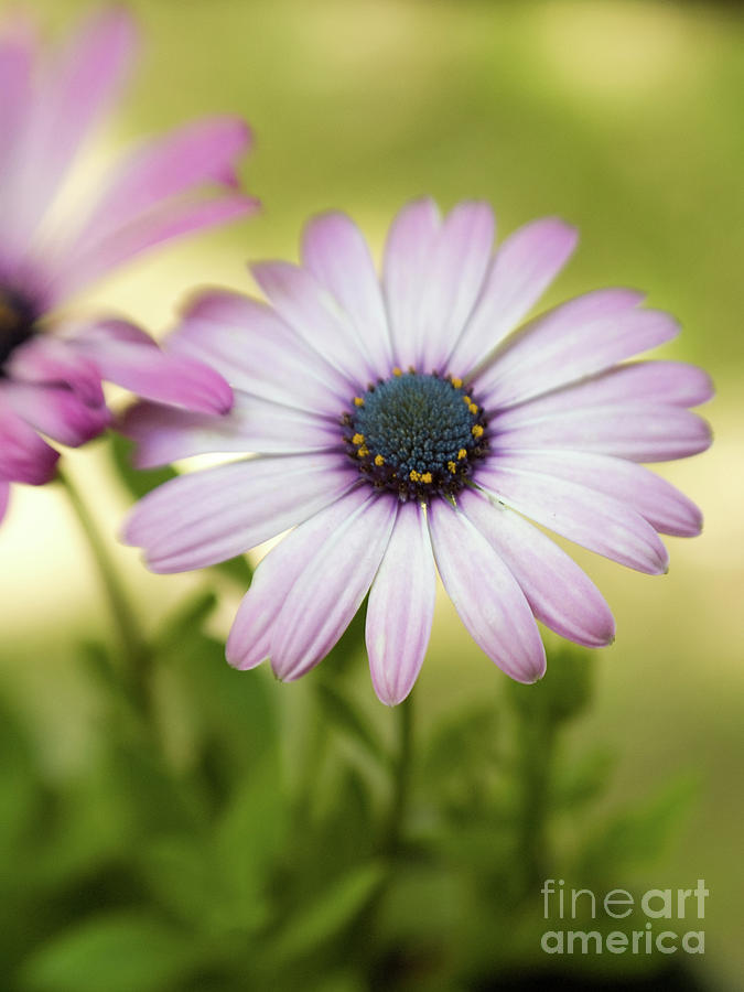 Dreamy Purple African Daisies 5 Photograph by Dorothy Lee