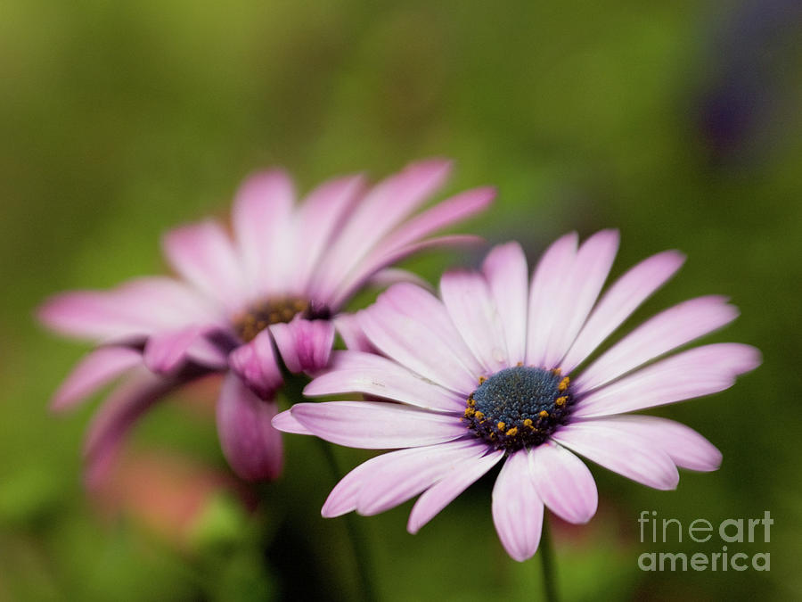 Dreamy Purple African Daisies 6 Photograph by Dorothy Lee