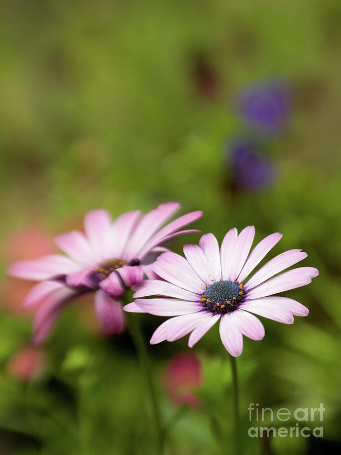 Dreamy Purple African Daisies 7 Photograph by Dorothy Lee