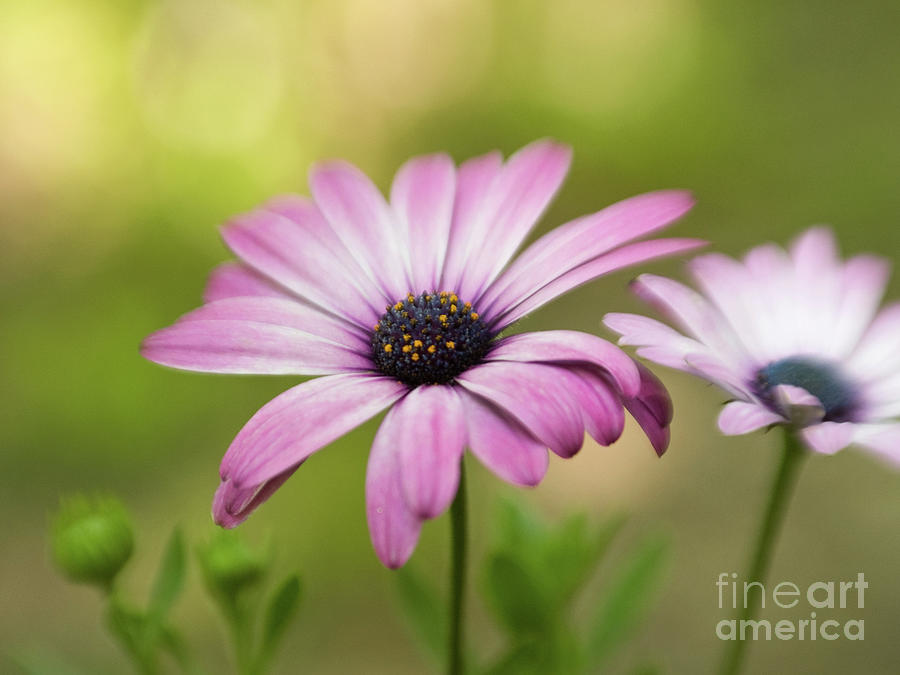 Dreamy Purple African Daisies  Photograph by Dorothy Lee