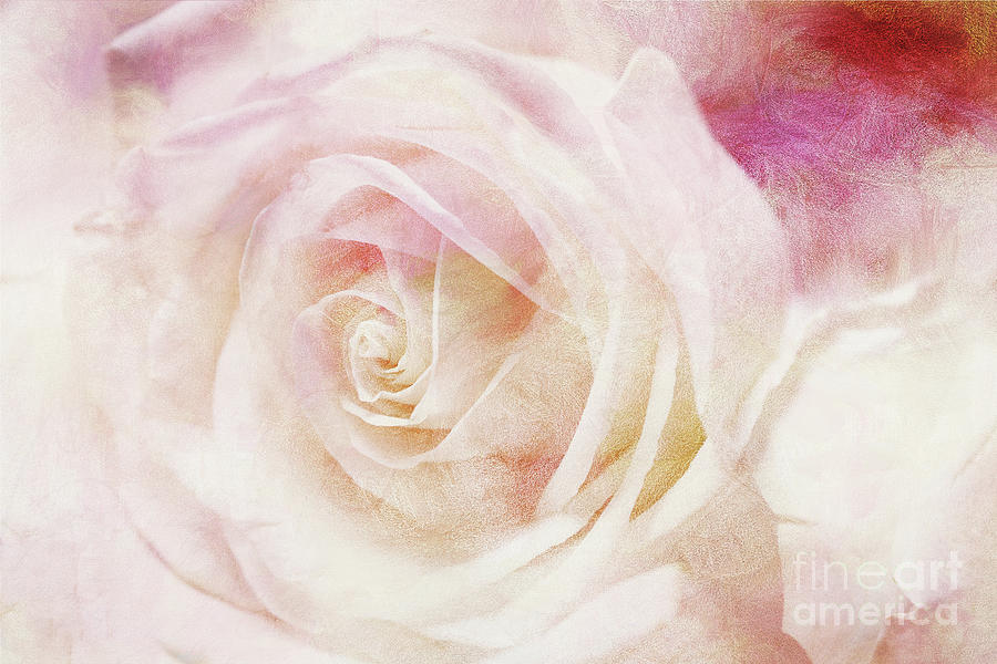 Dreamy Rose Art Digital Art by Jayne Carney