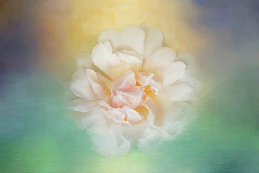 Dreamy Rose Digital Art by Terry Davis