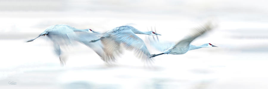 Winter Photograph - Dreamy Sandhill Crane Flight by Judi Dressler
