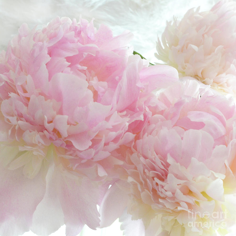 Dreamy Shabby Chic Pastel Pink White Ethereal Peony Floral Prints Home Decor Photograph by Kathy Fornal