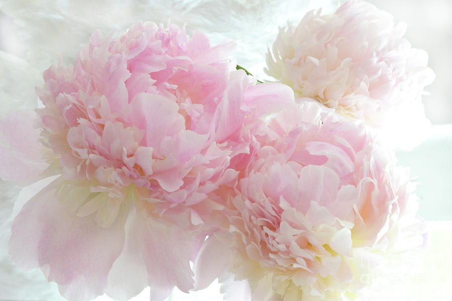 Dreamy Shabby Chic Pink Pastel White Peonies Ethereal Romantic Peony  Flowers by Kathy Fornal