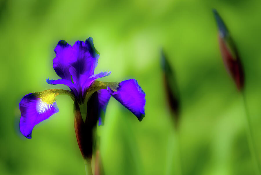 Dreamy Siberian Iris Photograph by Onyonet Photo studios