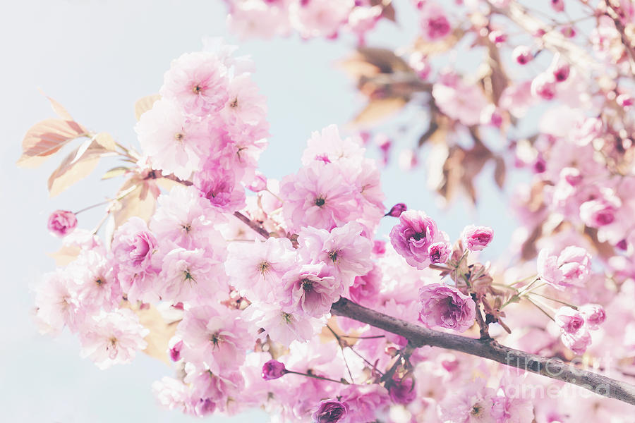 Dreamy Spring Blossom Photograph by Natalie Kinnear