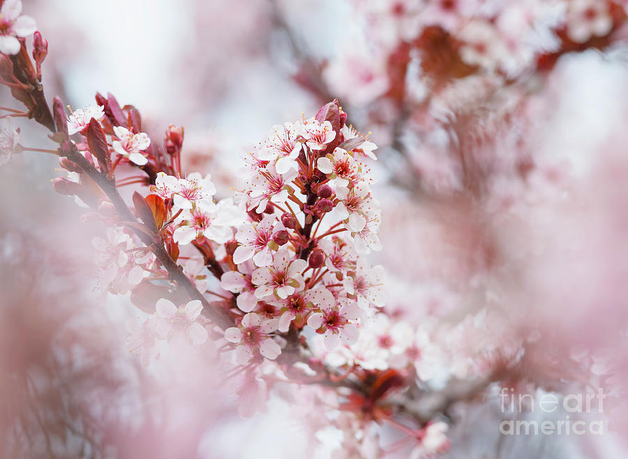 Dreamy Spring Photograph by Nicole Markmann Nelson - Fine Art America