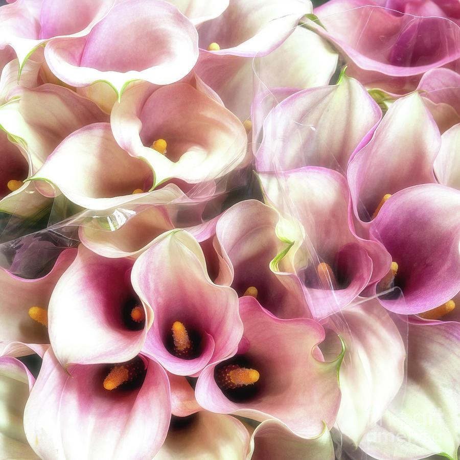 Dreamy style background of pink and white calla lily bouquets Photograph by Jane Rix