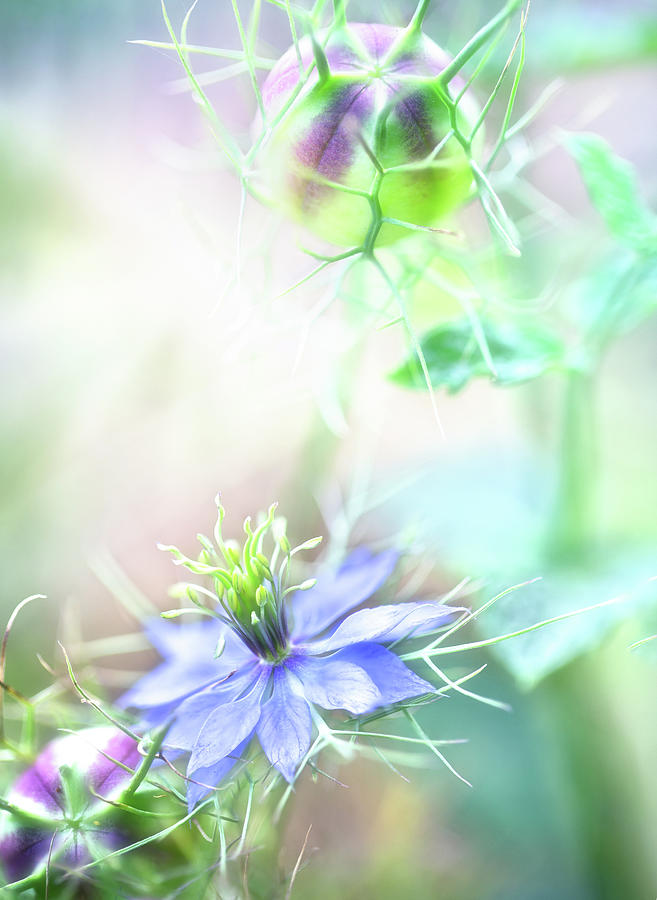 Dreamy Summer Flower - Ragged Lady Photograph by Dirk Ercken