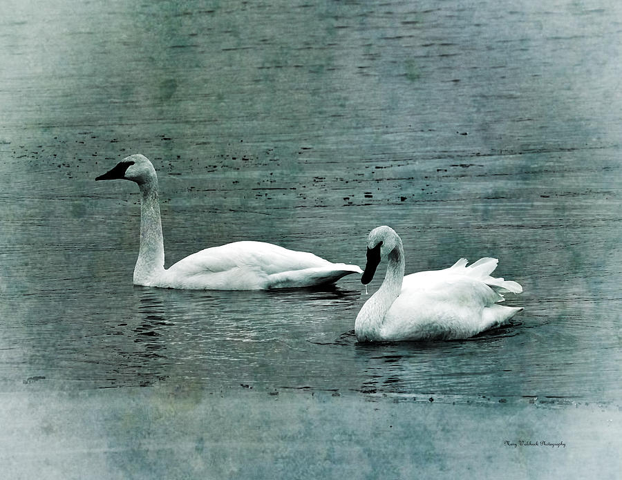 Dreamy Swans Photograph by Mary Walchuck