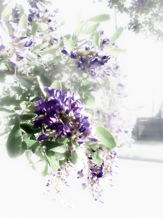 Dreamy Texas Mountain Laurel  Photograph by W Craig Photography