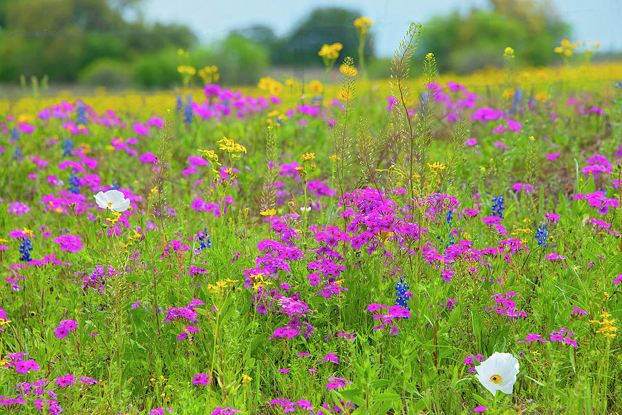 Dreamy Texas Wildflowers Photograph by Lynn Bauer