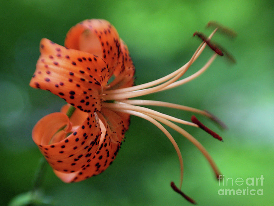 Dreamy Tiger Lily 2 Photograph by Dorothy Lee
